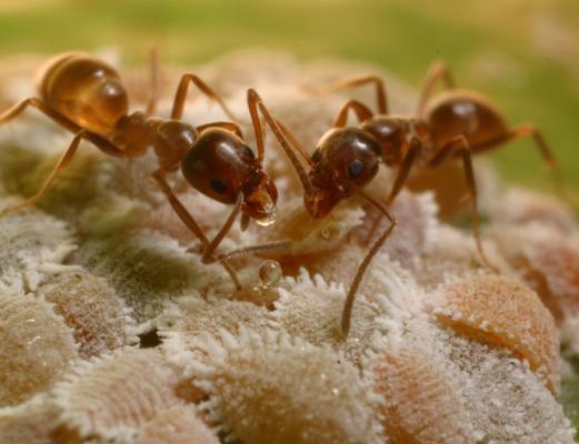 Nọc độc của kiến Argentina chứa các hợp chất hóa học gây đau, kích thích và độc hại