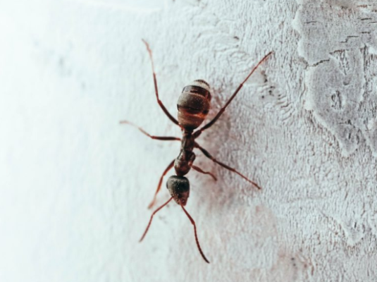 Nọc độc của kiến Argentina chứa các hợp chất hóa học gây đau, kích thích và độc hại