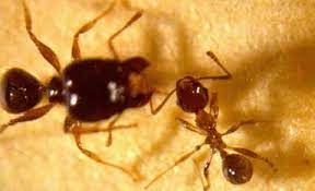 Kiến đầu to, còn được gọi là kiến độc, là một loài kiến độc độc hại phổ biến ở nhiều khu vực trên thế giới.