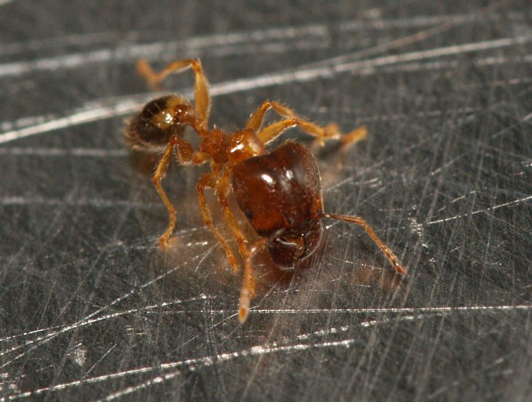 Kiến đầu to, còn được gọi là kiến độc, là một loài kiến độc độc hại phổ biến ở nhiều khu vực trên thế giới.
