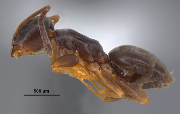 Kiến dừa là một loài kiến sống ở khu vực nhiệt đới và cận nhiệt đới trên khắp thế giới, bao gồm cả Việt Nam.