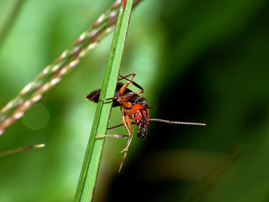 Kiến lửa đỏ là một trong những loài kiến phổ biến ở nhiều khu vực ở Việt Nam.